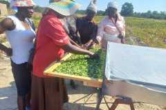 Anglican-Relief-Development-in-Zimbabwe-ARDeZ-37