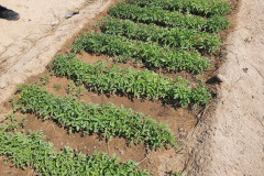 Anglican-Relief-Development-in-Zimbabwe-ARDeZ-50